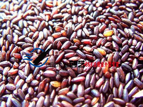 如何区别黑米和血糯米